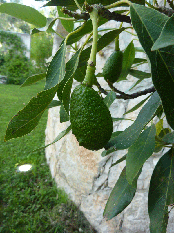 Avocado in our garden
