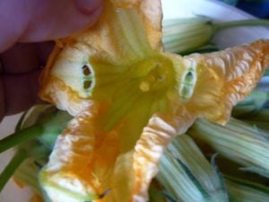Inside female courgette flower