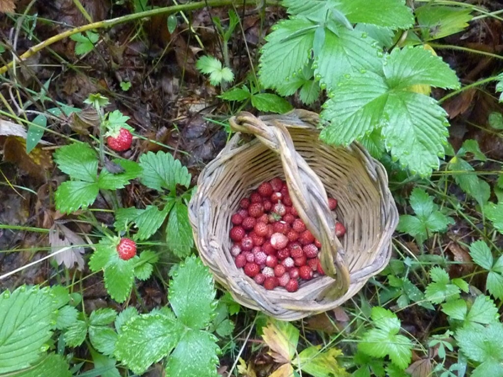 Picking wild strawberries