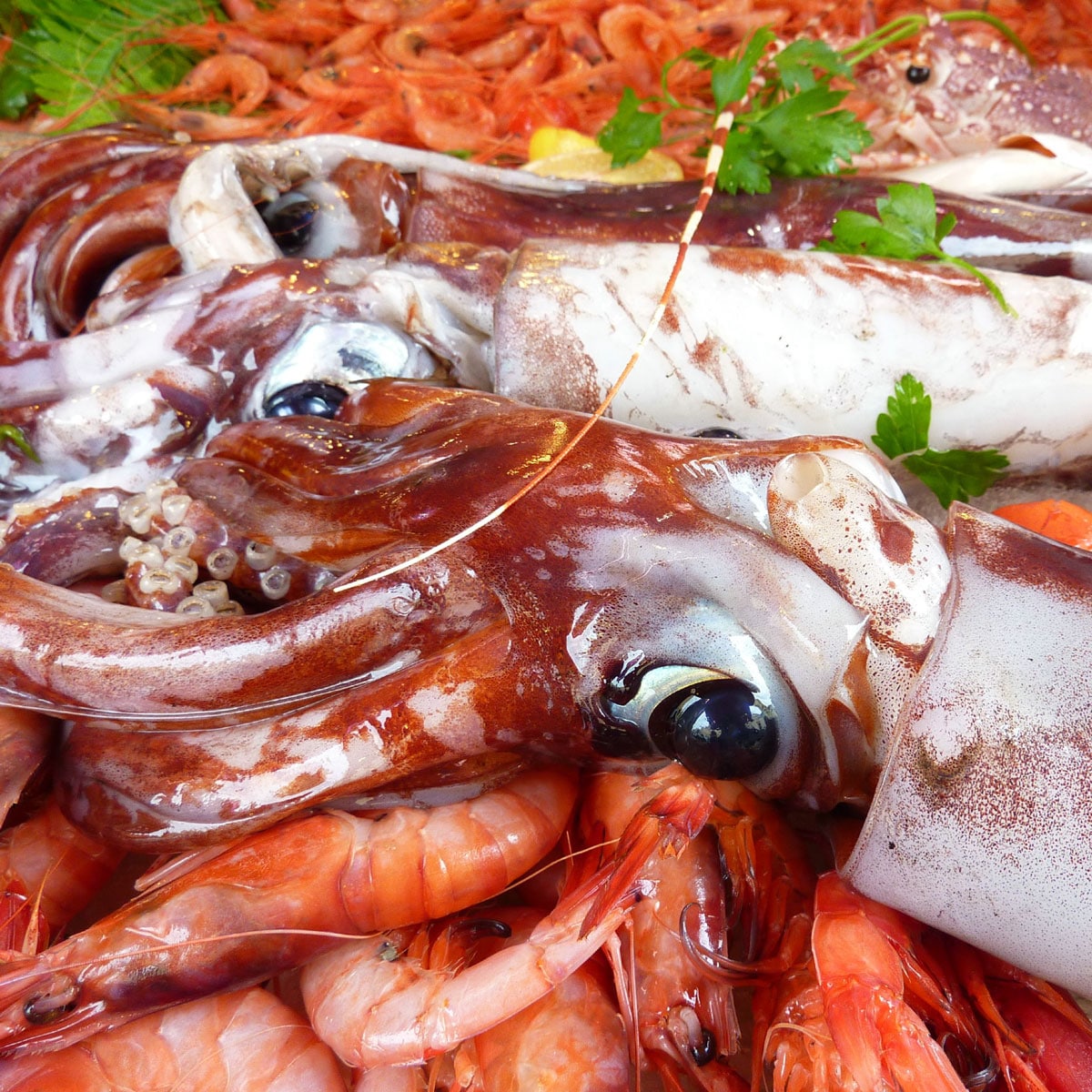 Calamari Squid on a fishmonger counter