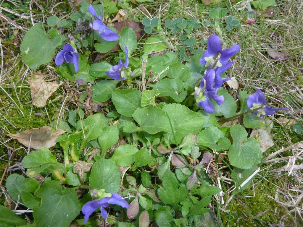 violets from the garden