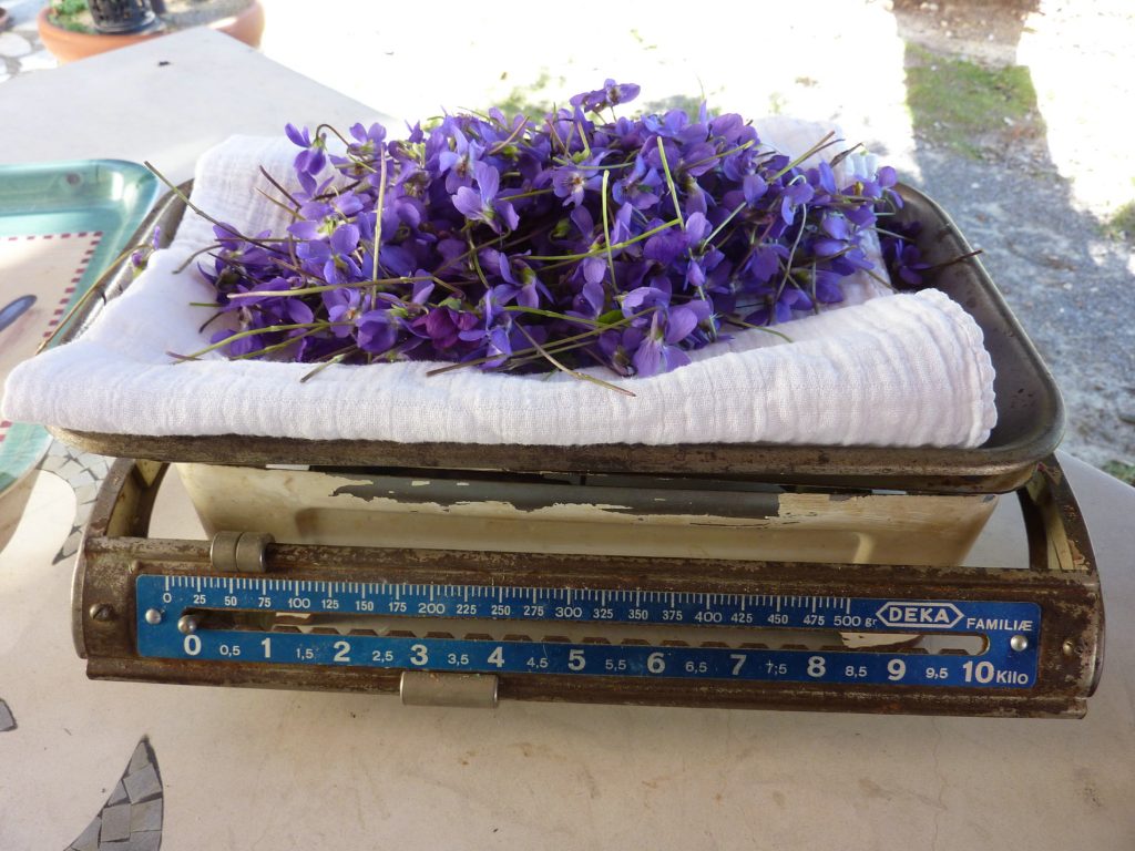 weight homemade crystallized violets recipe