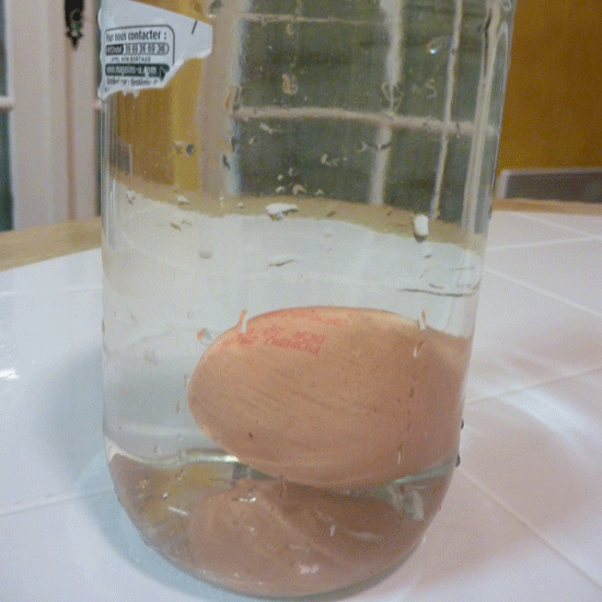 Fresh egg in water sinks