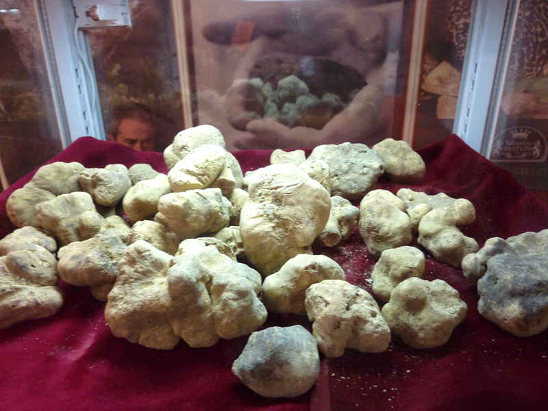 Valnerina Tartufi white truffle