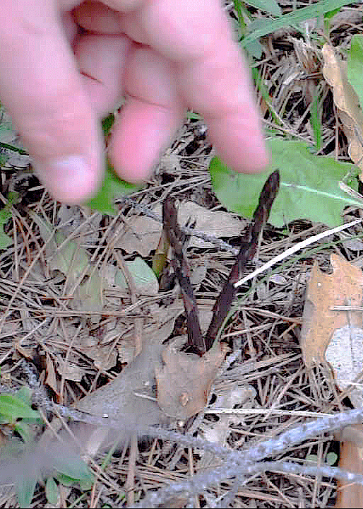 wild asparagus shooting up among dead leaves