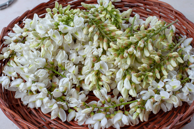 Acacia-flowers