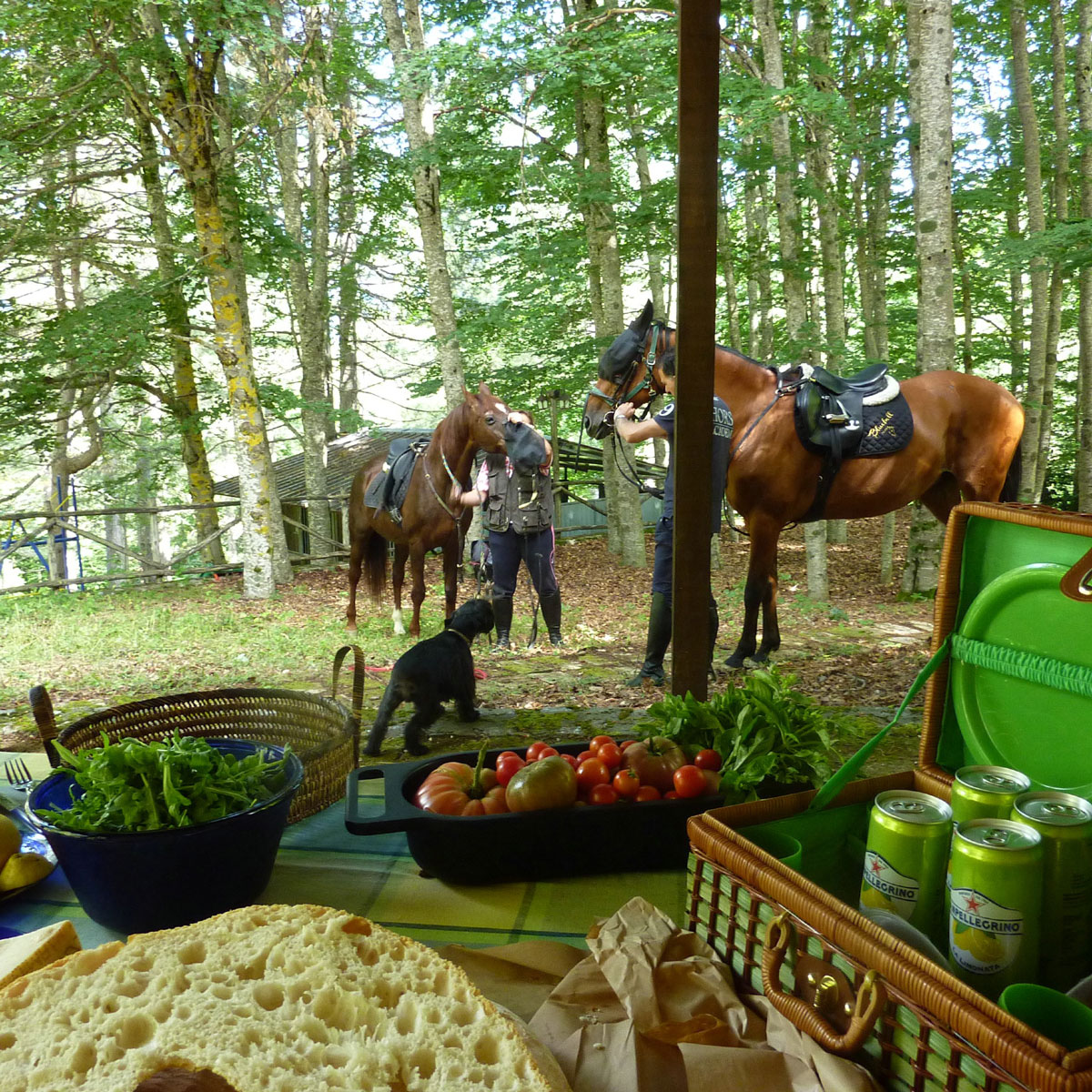mediteranean picnic with horses and dogs