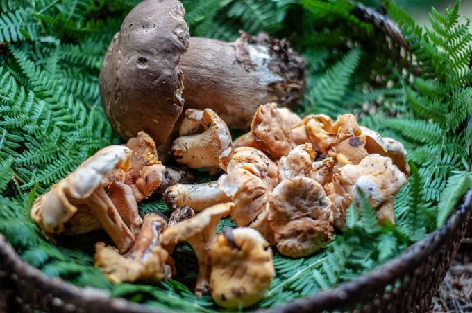 wild porcini and chantarelle mushrooms