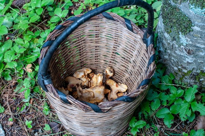 Foraging Chanterelle mushrooms