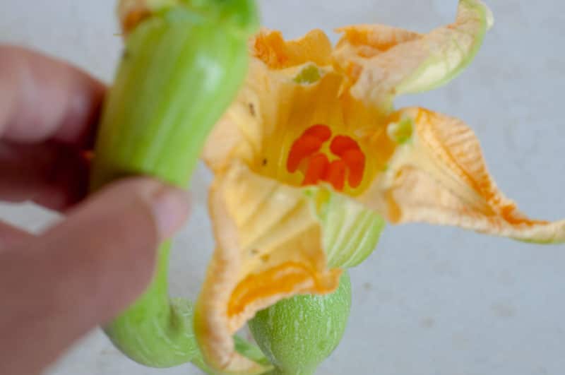 Inside zucchini female flowers