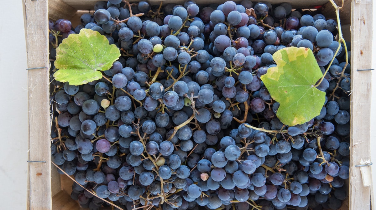 grape picked from the garden pergola