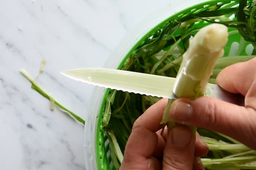 cutting the base of the puntarelle shoot