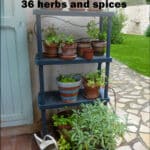36 Essential Herbs and Spices