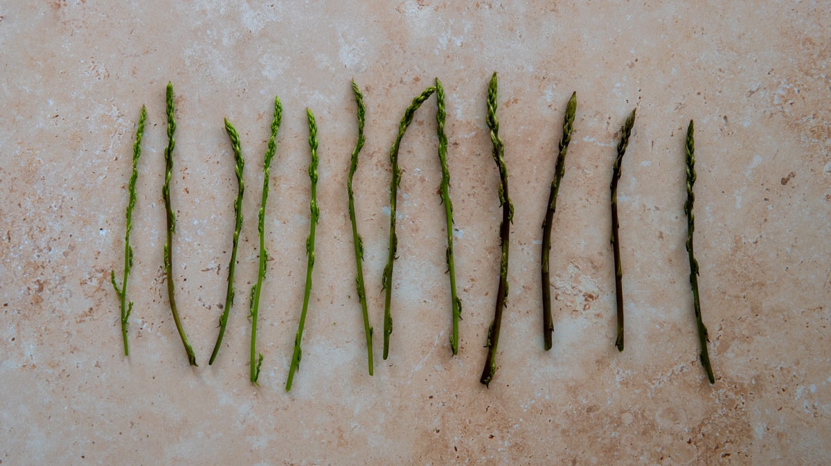 what wild asparagus look like