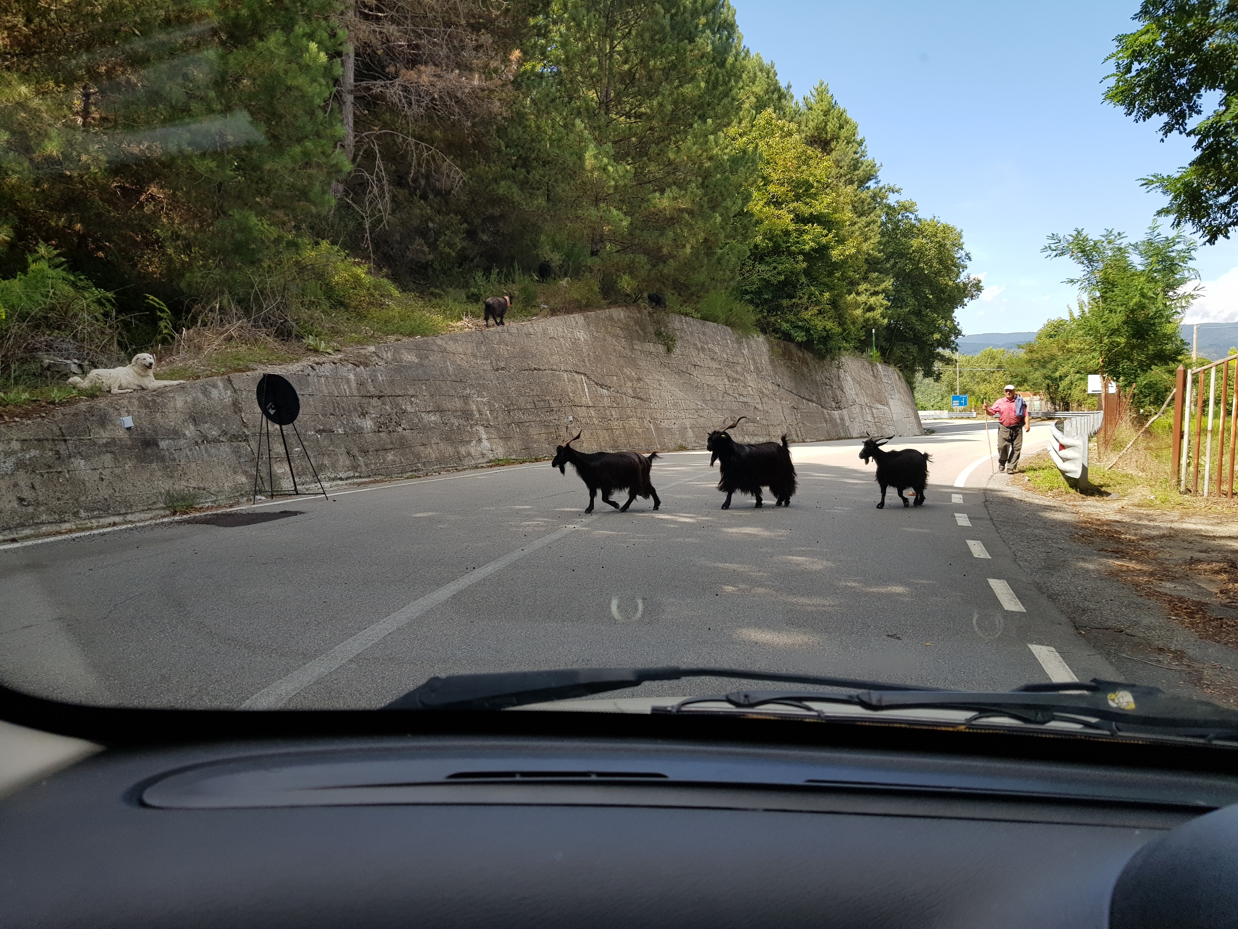 Sila, goats crossing the street