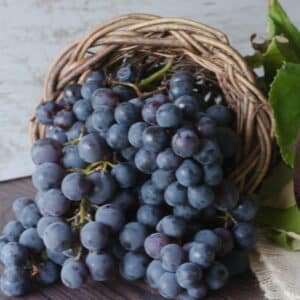 Concord grape