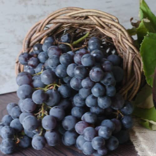 Concord grape