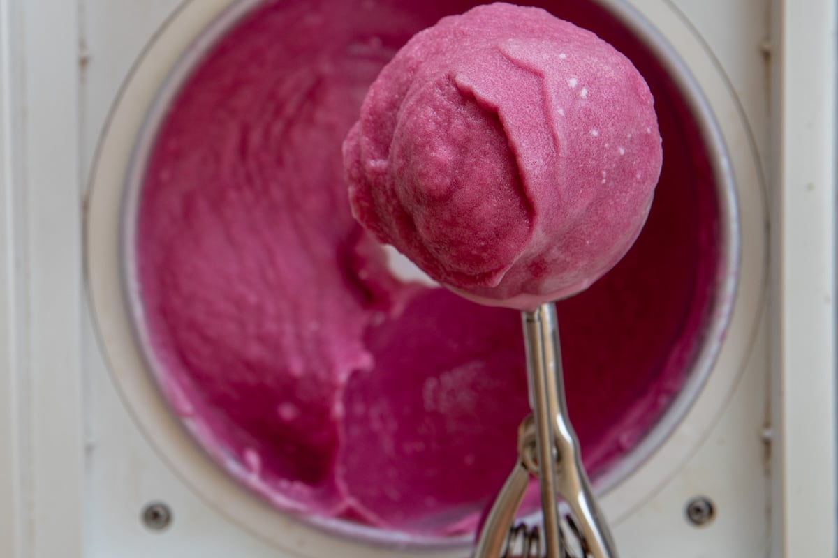 concord grape sorbet