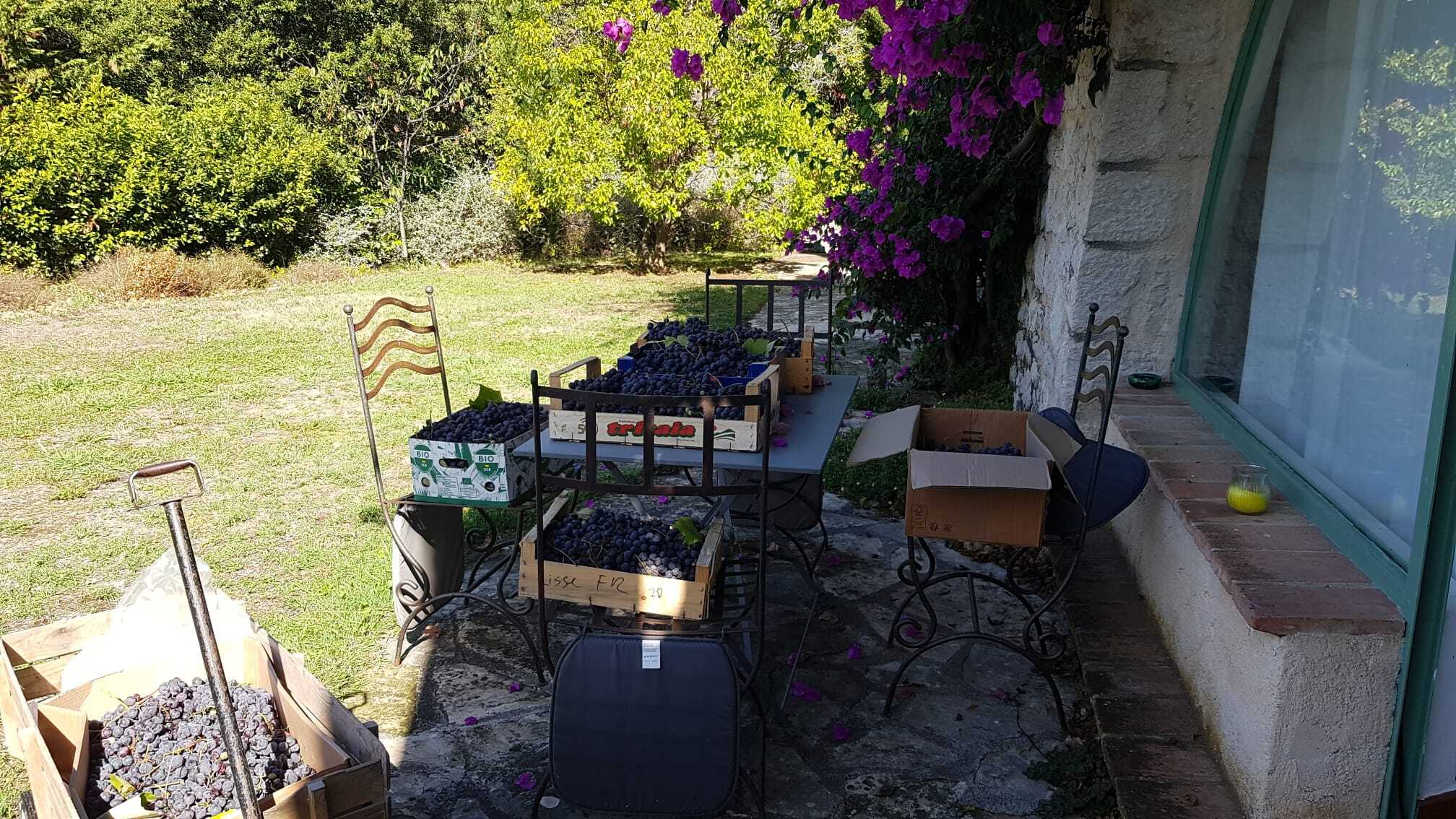 Concord grape harvesting