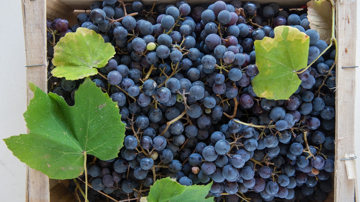 Concord grapes