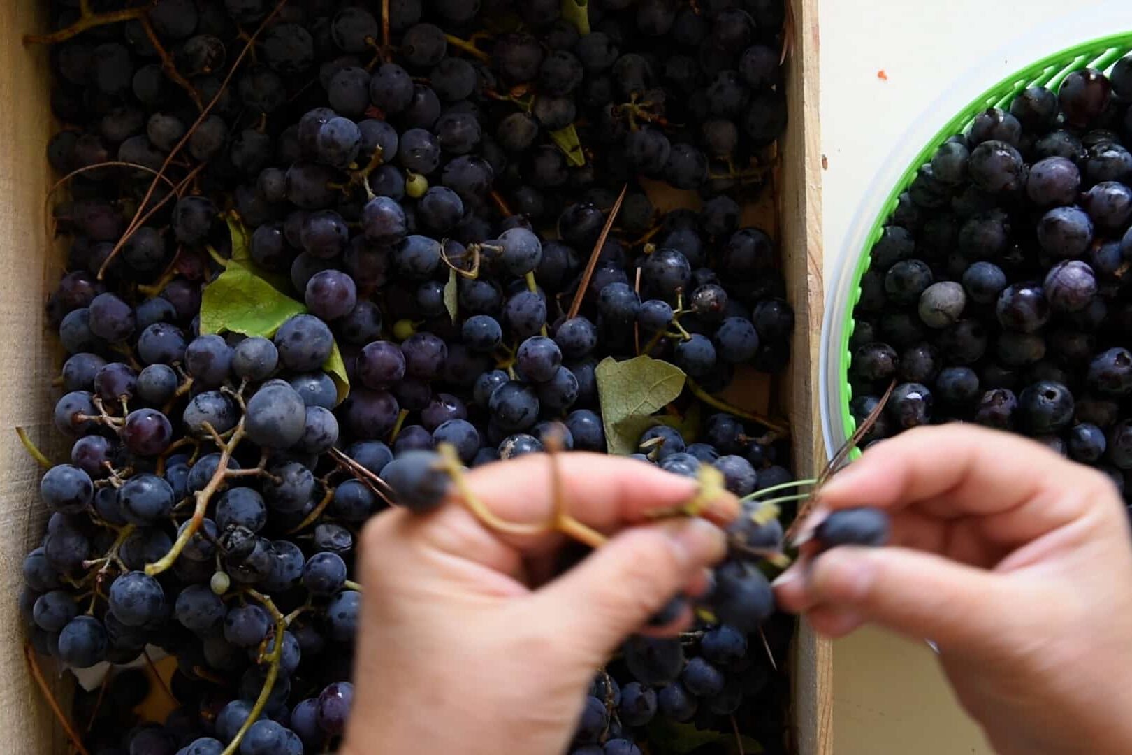 wash the grapes