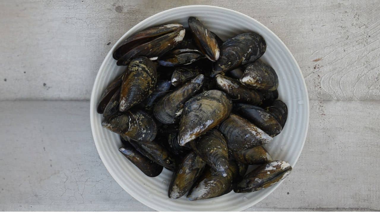 cleaned mussels