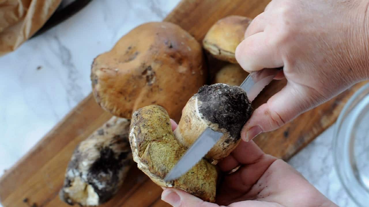 Cut the base of the porcini