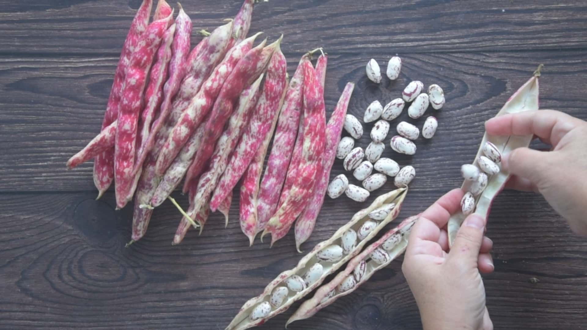 remove the fresh borlotti from their pods.